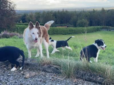 Gorgeous Border Collie puppies in Laois. Very Friendly and Playful