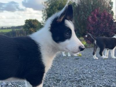 Gorgeous Border Collie puppies in Laois. Very Friendly and Playful