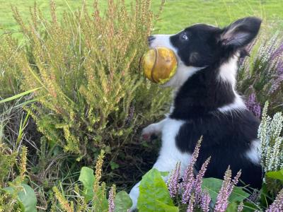Gorgeous Border Collie puppies in Laois. Very Friendly and Playful
