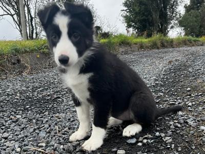 Gorgeous Border Collie puppies in Laois. Very Friendly and Playful