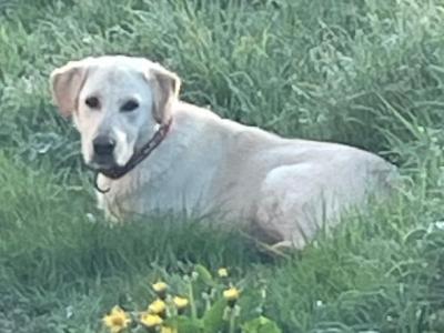 Male Golden Retriever x Labrador puppy 11 month old in Laois