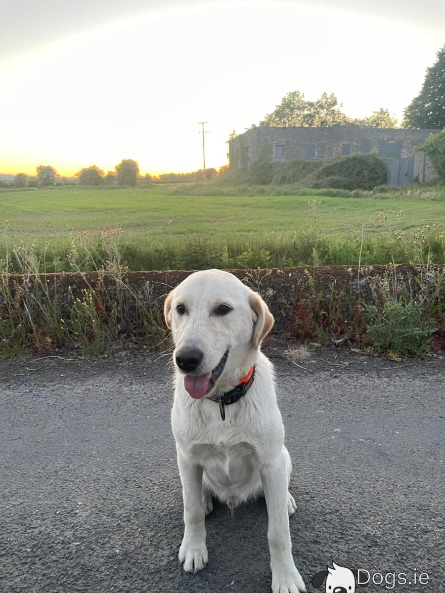 Male Lebra Dog Golden Colour Male Golden Retriever X Labrador