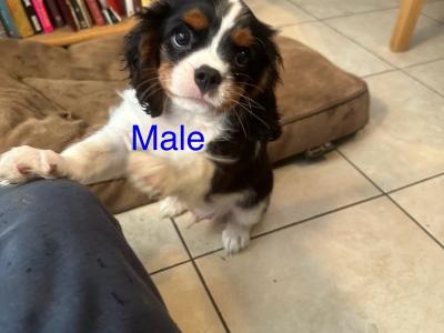 IKC Registered Cavalier King Charles puppies in Wexford