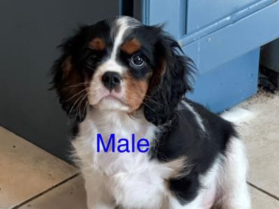 IKC Registered Cavalier King Charles puppies in Wexford