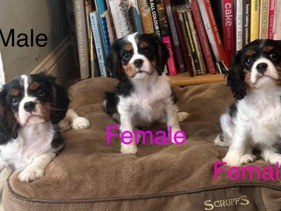 IKC Registered Cavalier King Charles puppies in Wexford