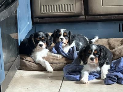 IKC Registered Cavalier King Charles puppies in Wexford