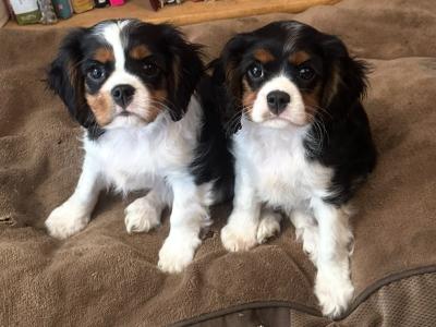IKC Registered Cavalier King Charles puppies in Wexford