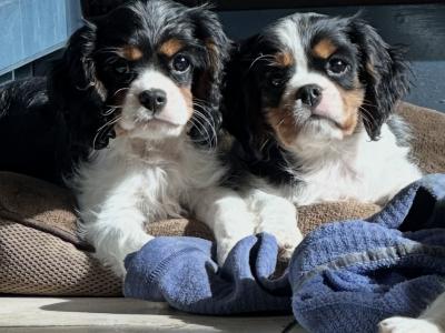 IKC Registered Cavalier King Charles puppies in Wexford