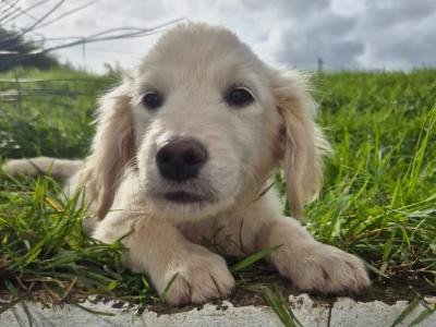 *PRICE DROP*2 LEFT*purebred IKC Registered Golden Retriever puppies in Limerick