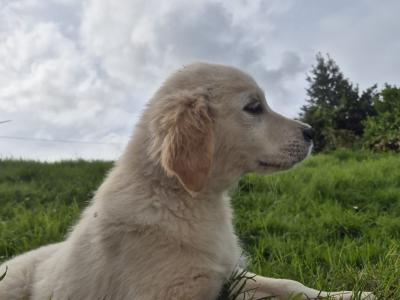 *PRICE DROP*purebred IKC Registered Golden Retriever puppies in Limerick