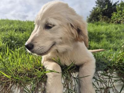 *PRICE DROP*purebred IKC Registered Golden Retriever puppies in Limerick