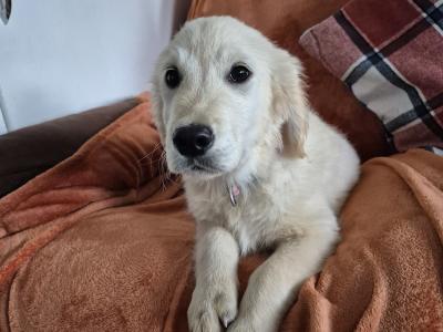 *PRICE DROP*purebred IKC Registered Golden Retriever puppies in Limerick