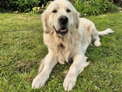 *PRICE DROP*purebred IKC Registered Golden Retriever puppies in Limerick