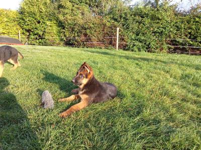German Shepherd puppies in Tipperary