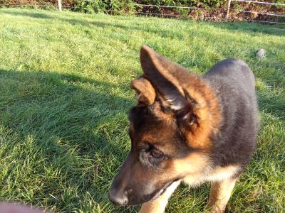 German Shepherd puppies in Tipperary