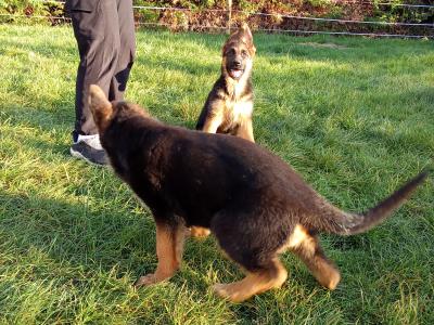 German Shepherd puppies in Tipperary