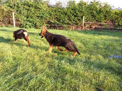 German Shepherd puppies in Tipperary