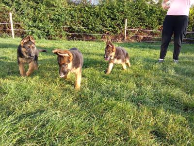 German Shepherd puppies in Tipperary