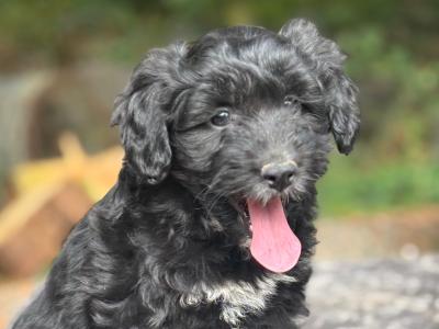 Female Doodle puppy in Waterford