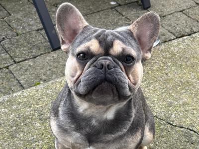 IKC Registered male French Bulldog puppy 14 months old in Kildare