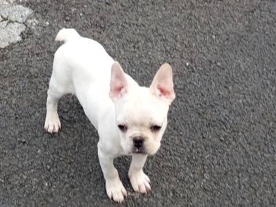 French Bulldog puppies in Kilkenny
