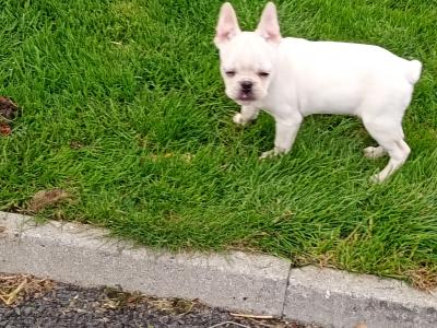 French Bulldog puppies in Kilkenny