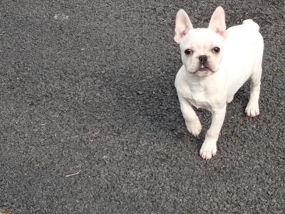 French Bulldog puppies in Kilkenny