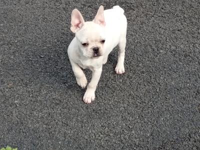 French Bulldog puppies in Kilkenny