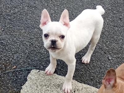 French Bulldog puppies in Kilkenny