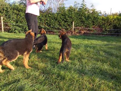 German Shepherd puppies in Tipperary