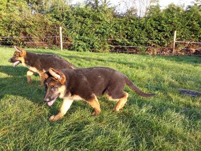 German Shepherd puppies in Tipperary