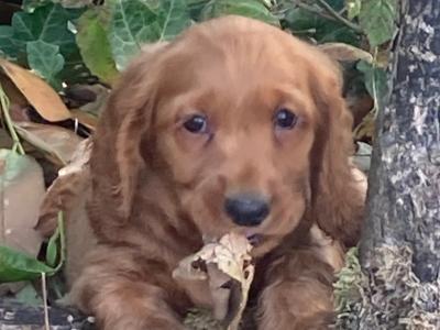 Cockapoo puppies in Wexford looking for their forever homes