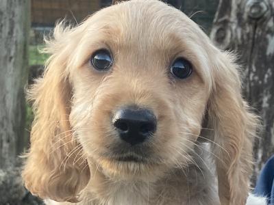 Cockapoo puppies in Wexford looking for their forever homes