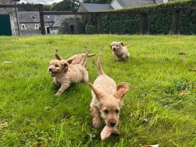Cockapoo puppies in Wexford looking for their forever homes