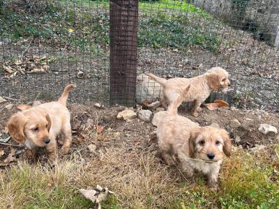 Cockapoo puppies in Wexford looking for their forever homes