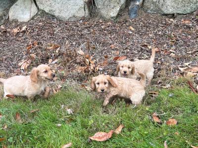 Cockapoo puppies in Wexford looking for their forever homes