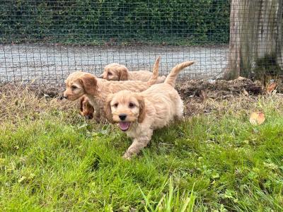 Cockapoo puppies in Wexford looking for their forever homes