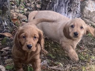 Cockapoo puppies in Wexford looking for their forever homes
