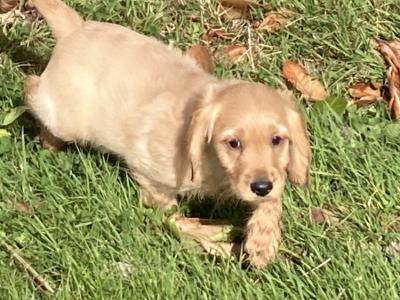 Cockapoo puppies in Wexford looking for their forever homes