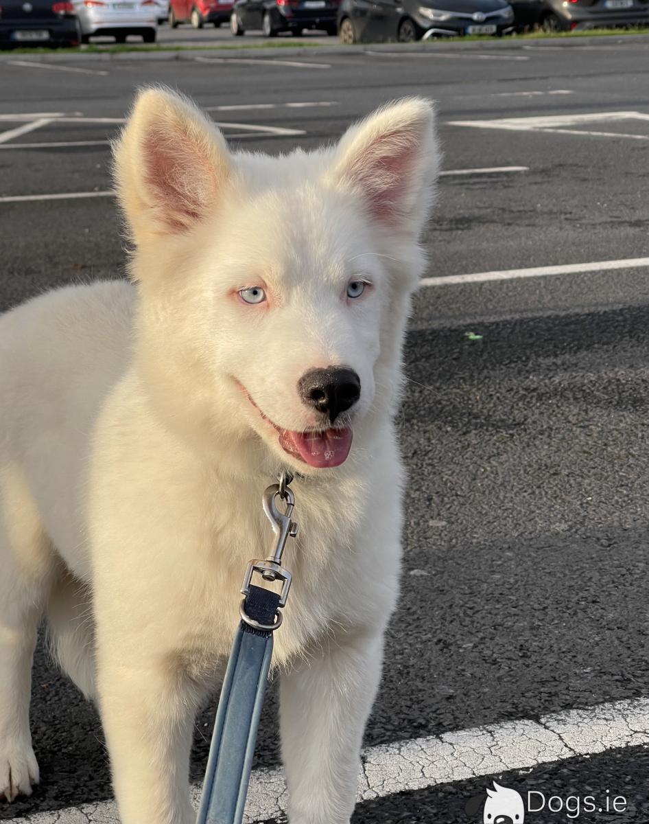 Siberian Laika Yakutian Laika Puppies Price IKC Registered