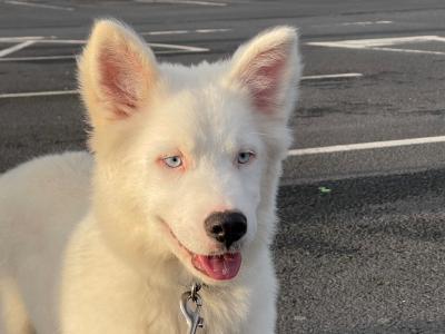 IKC Registered Yakutian Laika puppies for sale