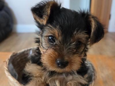 Beautiful miniature Yorkshire Terrier puppies for sale in Mayo