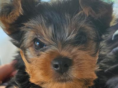 Beautiful miniature Yorkshire Terrier puppies for sale in Mayo