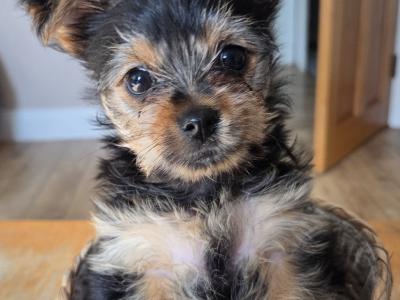 Beautiful miniature Yorkshire Terrier puppies for sale in Mayo