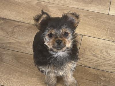 Beautiful miniature Yorkshire Terrier puppies for sale in Mayo