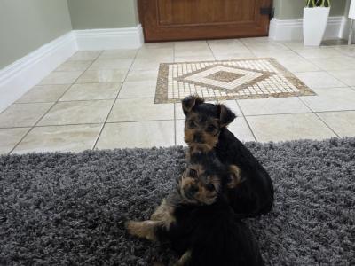 Beautiful miniature Yorkshire Terrier puppies for sale in Mayo