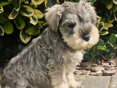 IKC Registered Miniature Schnauzer puppies in Wexford