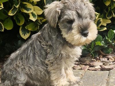 IKC Registered Miniature Schnauzer puppies in Wexford