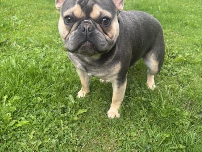 IKC Registered male French Bulldog puppy 14 months old in Kildare
