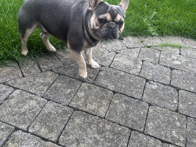 IKC Registered male French Bulldog puppy 14 months old in Kildare